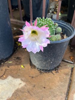 Visnaga cactus