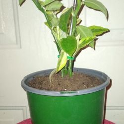 Variegated Devils Backbone 