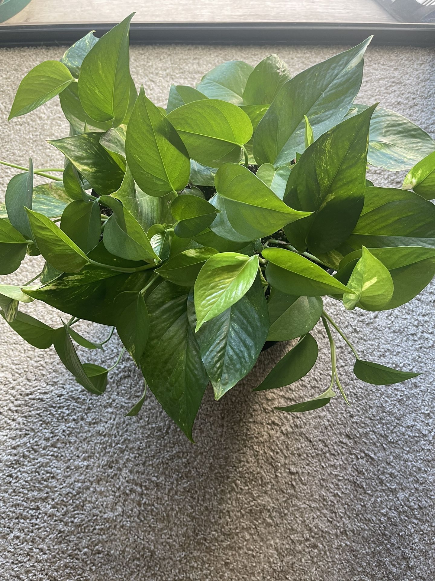 Large Golden Pothos