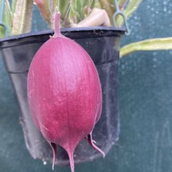 Blooming Black Bell Stapelia Starfish deendrtziae Plant, In 6 Inch Pot Pick Up Only