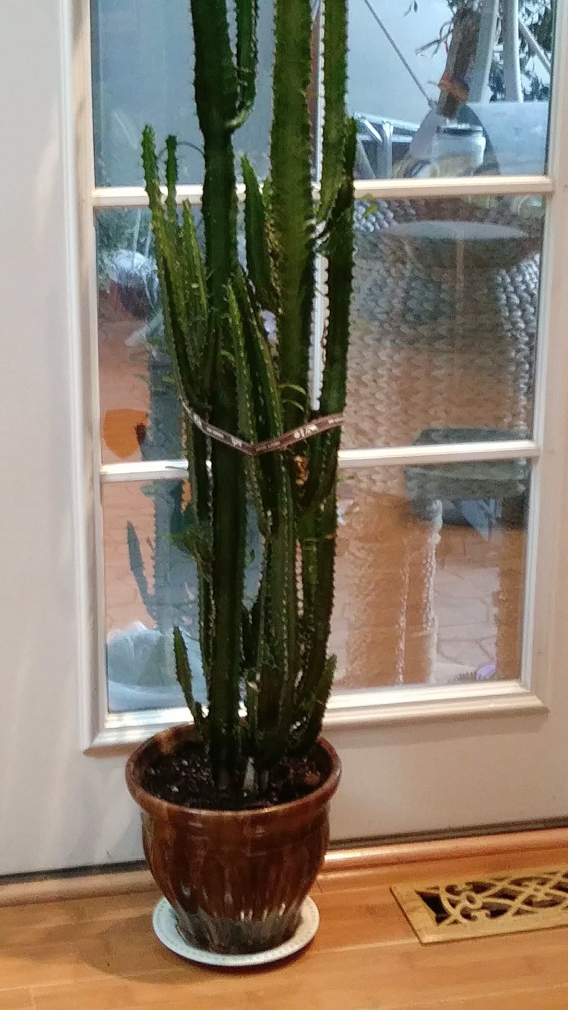 Large indoor live cactus plant