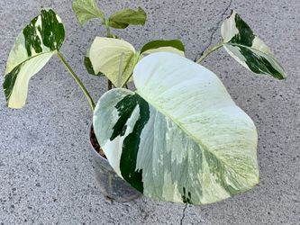 Monstera Deliciosa x Borsigiana Mint