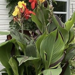 Canna Cleopatra