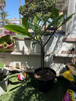 Rooted 3ft potted plumeria. Unknown color. Located in North Park 92104.