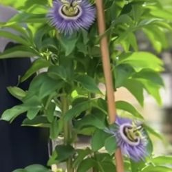 PASSION FRUIT PLANTS ON SALE
