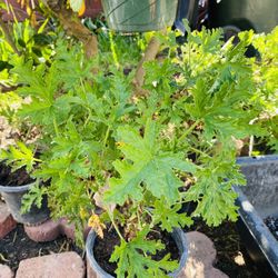 Mosquito Plant On Sale 