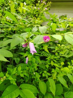 Rose of Sharon