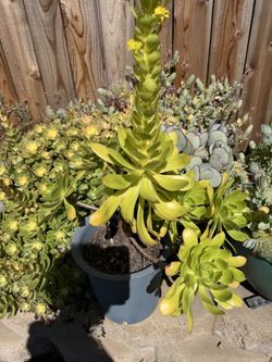 Plants with pot