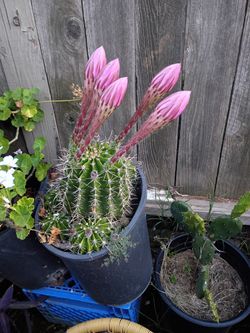 Cactus 🌵
