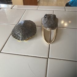 Alligator Head And Turtle Shell