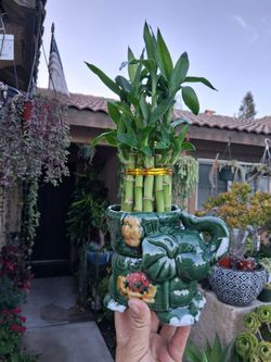 Small Lucky Bamboos Arrangement $20