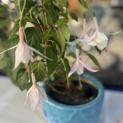 Fuchsia Flying Scotsman