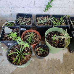 Plants