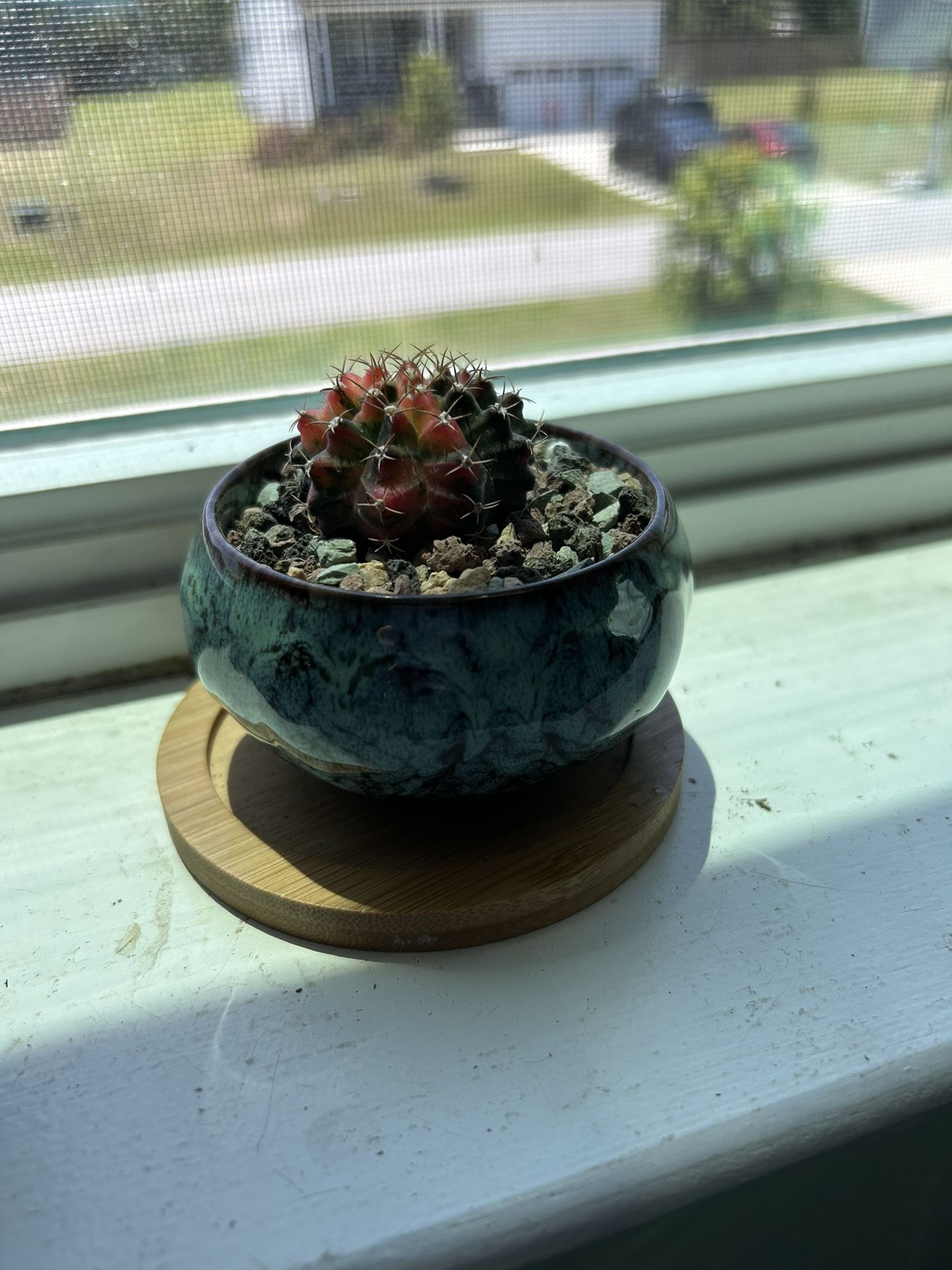 gymnocalycium mihanovichii Moon Cactus