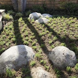 Art rock/ boulders 12"-24"+