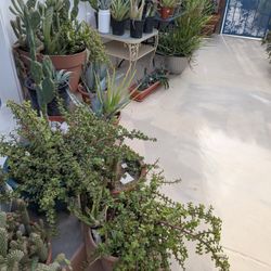 Various Cactuses For Sale Pricing Starting At $5 To $20 Range.