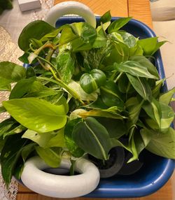 Pathos and Lucky Bamboo Indoor Plants