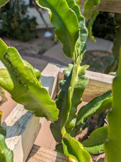 Rare Cotton Candy dragon fruit cutting