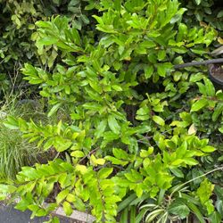 Fica Tree In A Small 