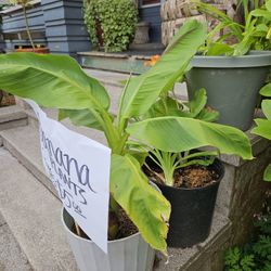 Banana Plants