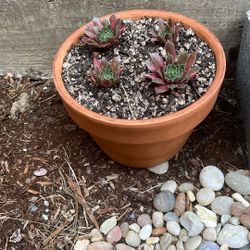 Sempervivum succulent