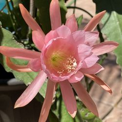 Small Pink Epiphyllum Orchid Cactus Cutting 8-10 In.