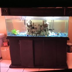 Pecera De 50 Galones Y Con Accesorios Y Pescados Todo Por $200