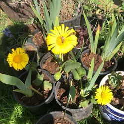 Doronicum Orintale Leopard’s
