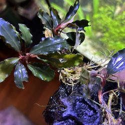 Bucephalandra Nanga Taman