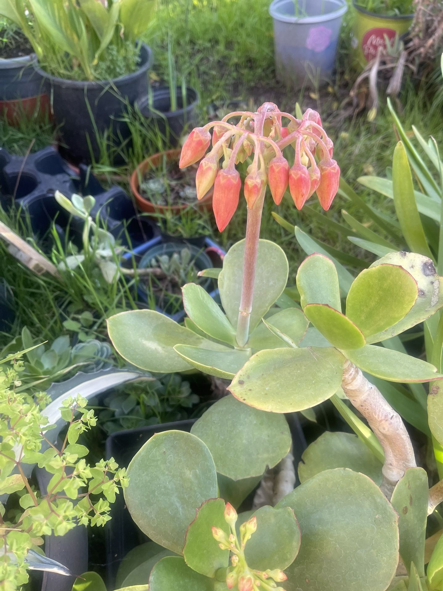 Very Nice Succulent For Garden 