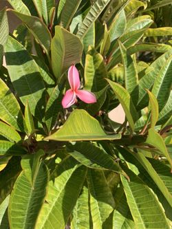 Fresh Plumeria clippings