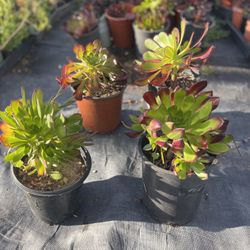 Plants For Sale 