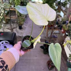 4” Monstera Mint