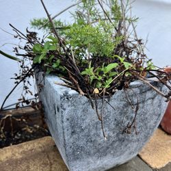 Mint and Fern In Stone Pot - Decorative Plant