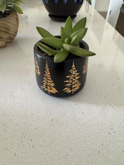 Cute small pot with succulent