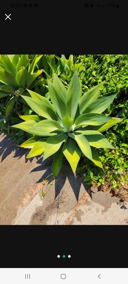 Cactus Succulents Foxtail Agave Plants 🪴 starting @ $15