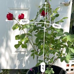 China Rose Potted Plant Red Rose Flowers Garden rose bengal rose