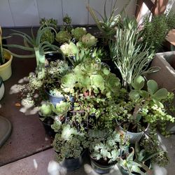 Lot Of Different Kind Of Succulents Easy Care