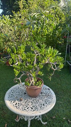 Crassula oveta