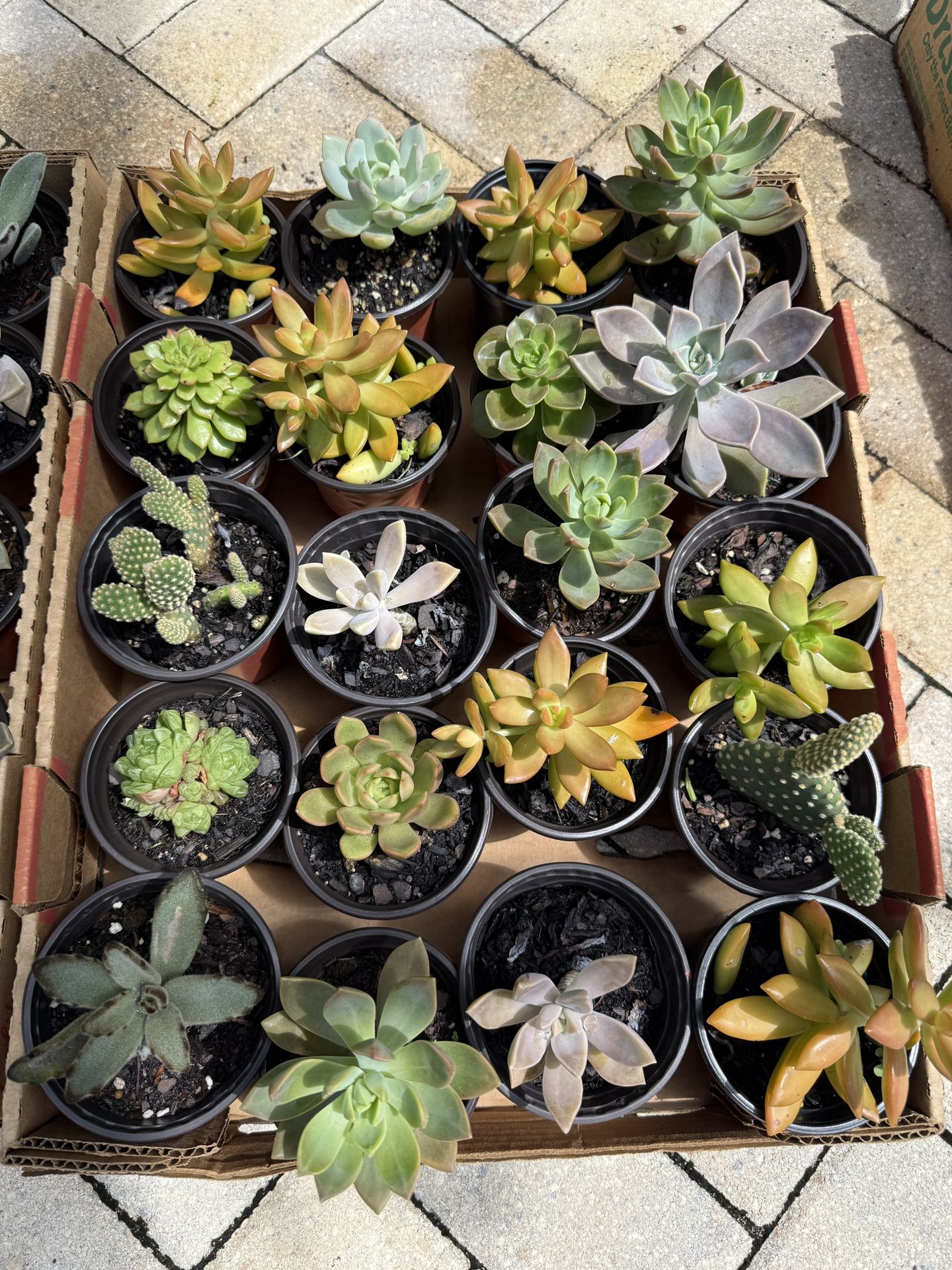 Succulents $5 Each