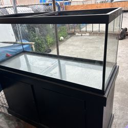 Fish Tank 