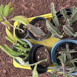 Cactuses And Succulents all for $20