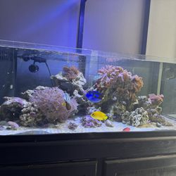 Reef Tank 