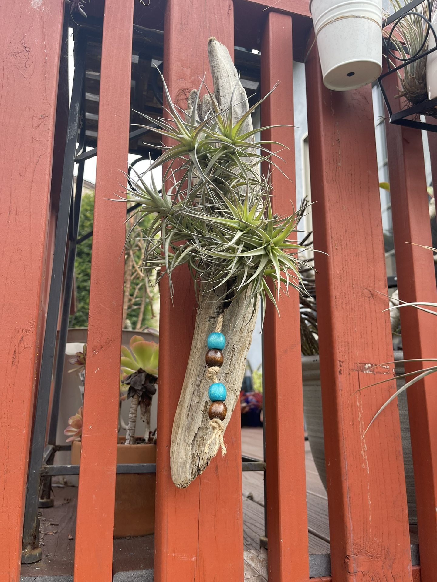 Airplants On Driftwood With Beads