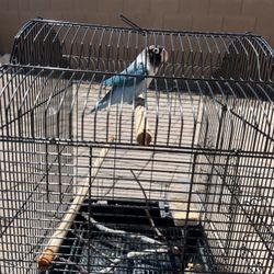 Gage For Small Bird 