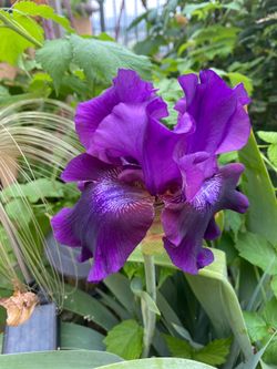 Bearded Iris