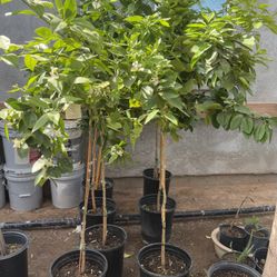 Moro Blood Orange 🍊Trees 5F And 4 1/2 The Tall $60 And $55 Each Price Firm 