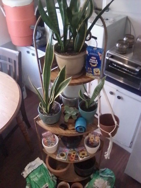Metal Corner Shelving Stand With Plants And Ceramic Pots Including A long With Seeds And Bluetooth Speaker