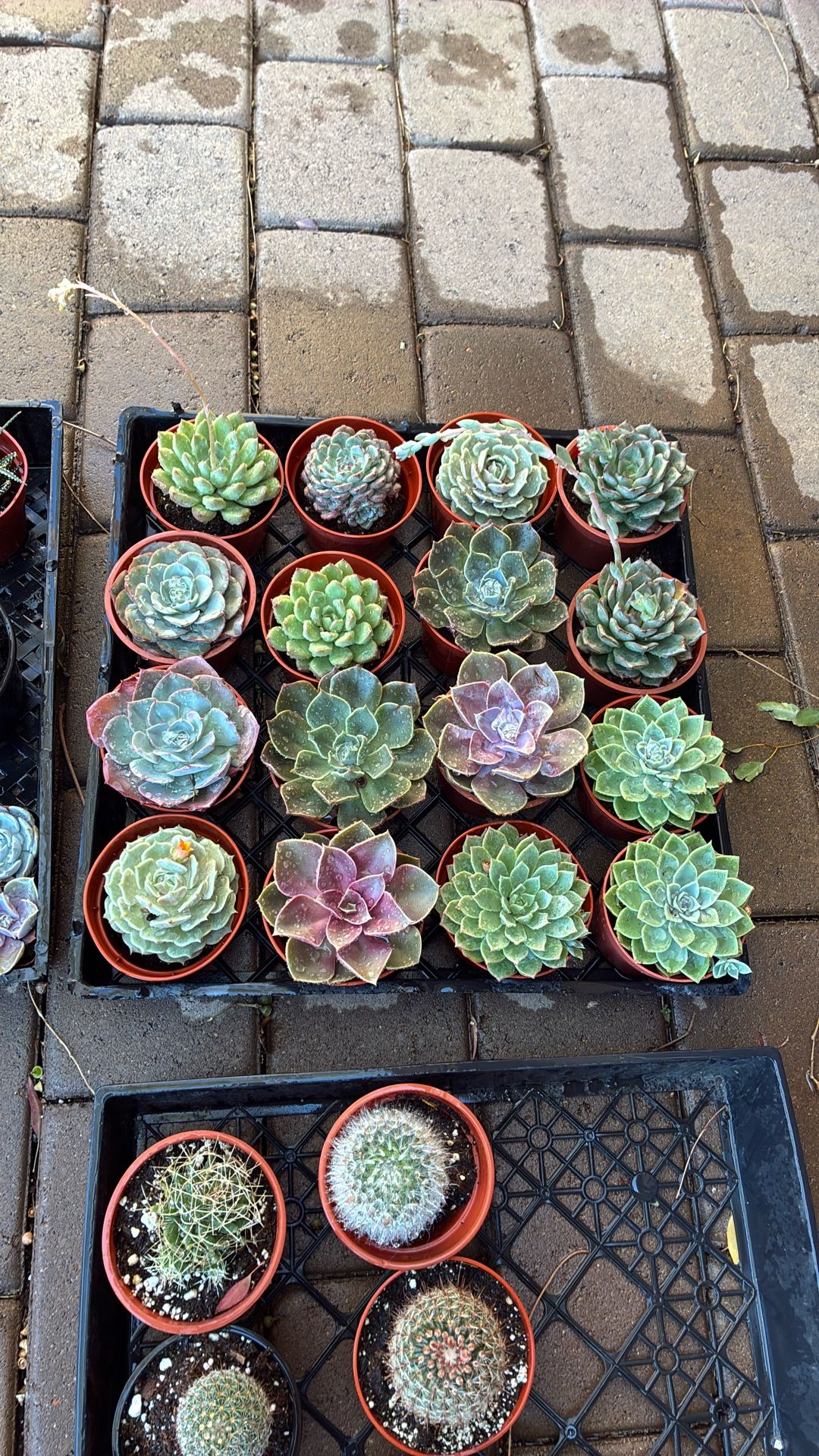 Live Succulent And Cactus Plants