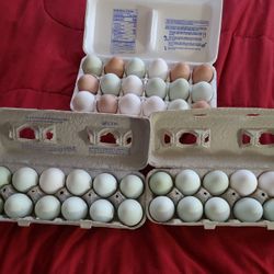 Fresh Eggs